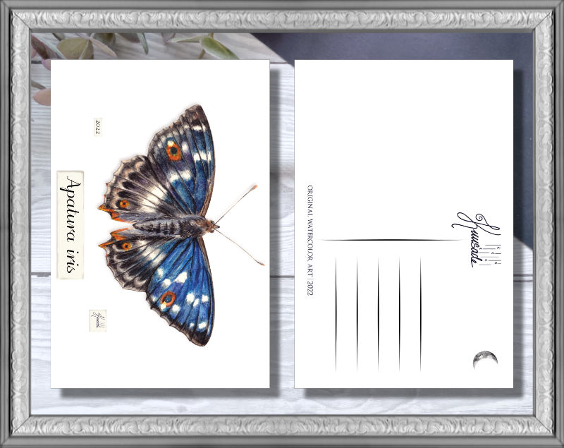 Purple emperor Postcard